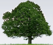 GreenTree